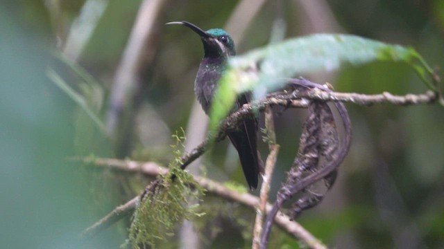 kolibřík zelenoprsý - ML608832752