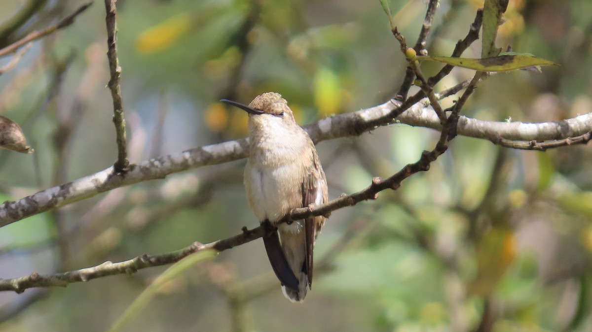 Black-chinned Hummingbird - ML608832755