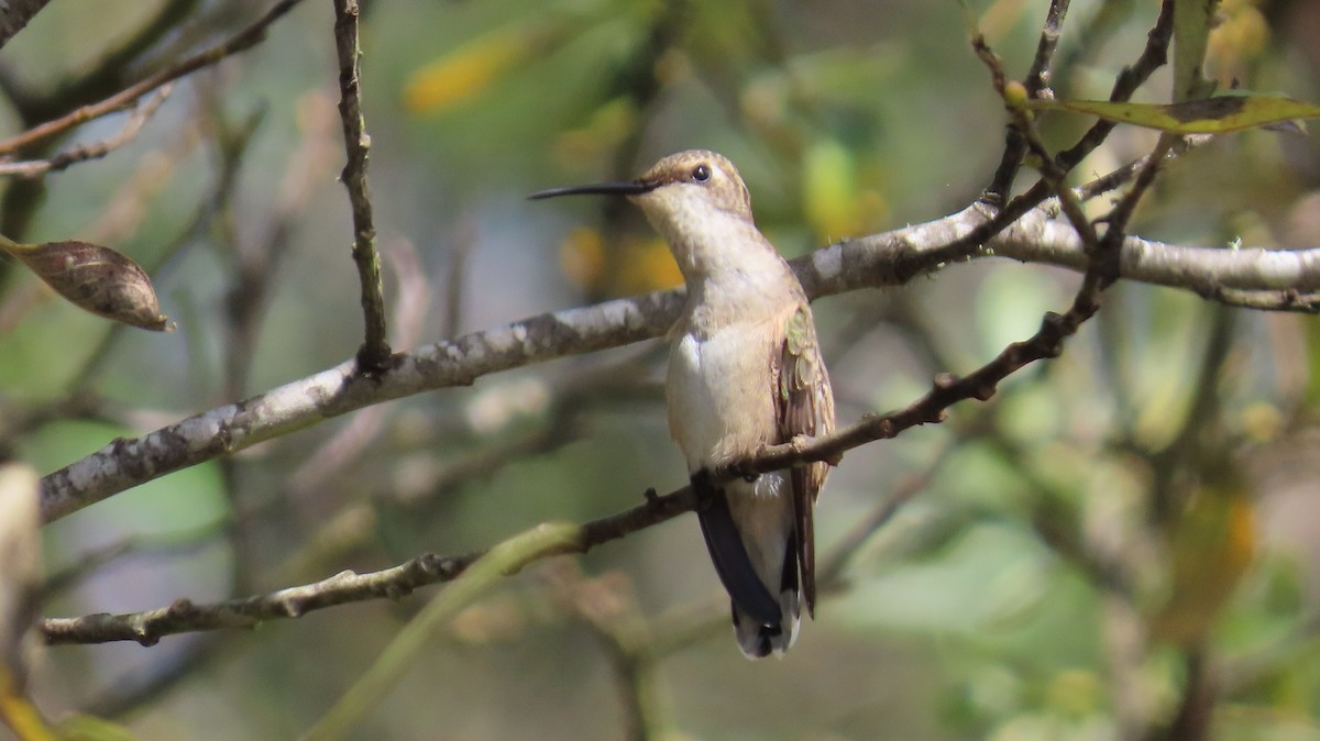 Black-chinned Hummingbird - Petra Clayton