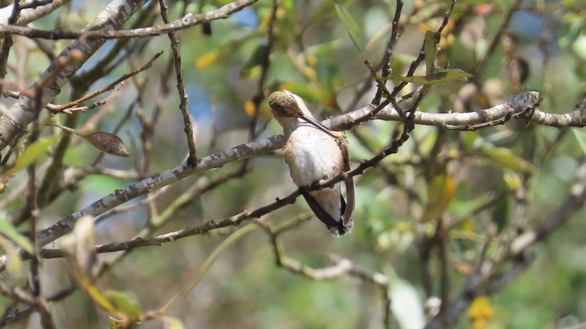 Black-chinned Hummingbird - ML608832773