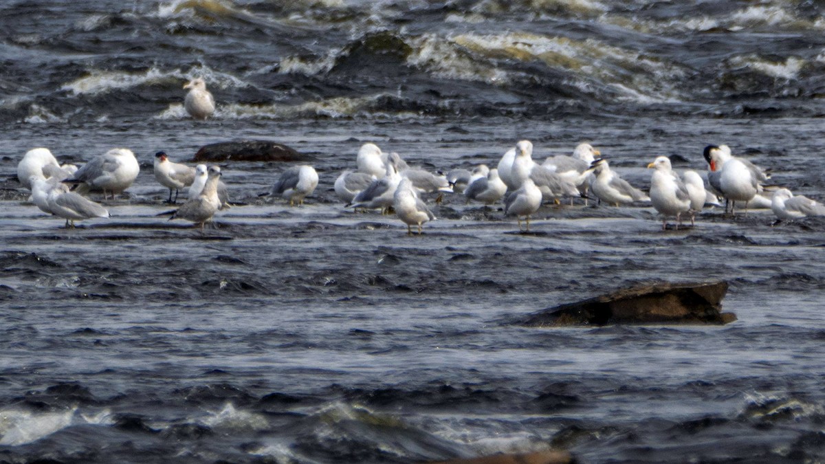 Caspian Tern - ML608832782