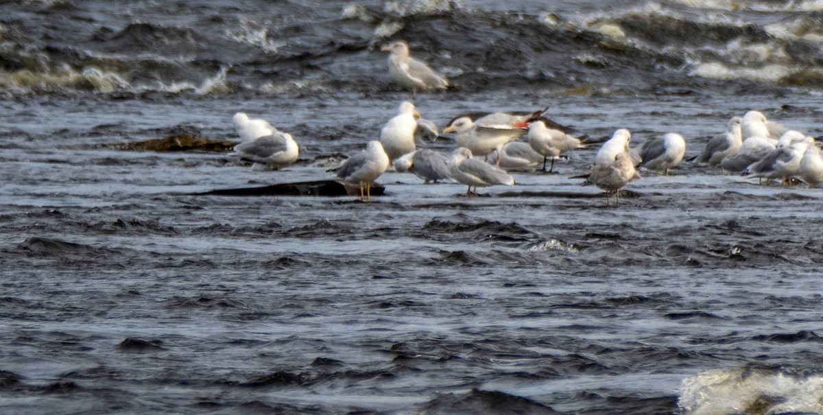 Caspian Tern - ML608832783