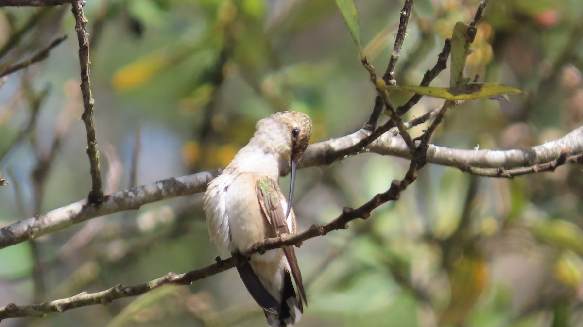Black-chinned Hummingbird - ML608832785