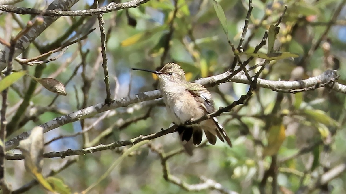 Black-chinned Hummingbird - ML608832836