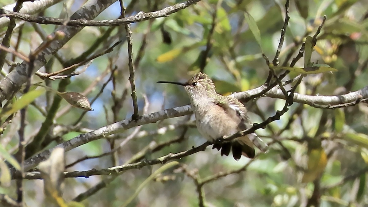 Black-chinned Hummingbird - ML608832862