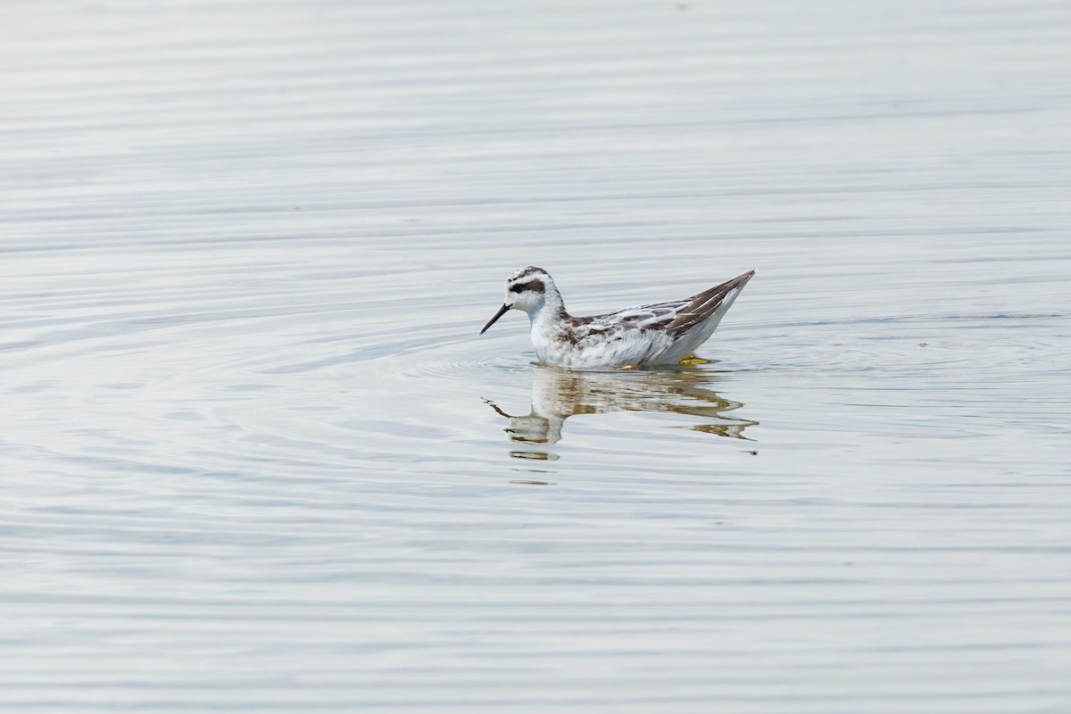 svømmesnipe - ML608832881