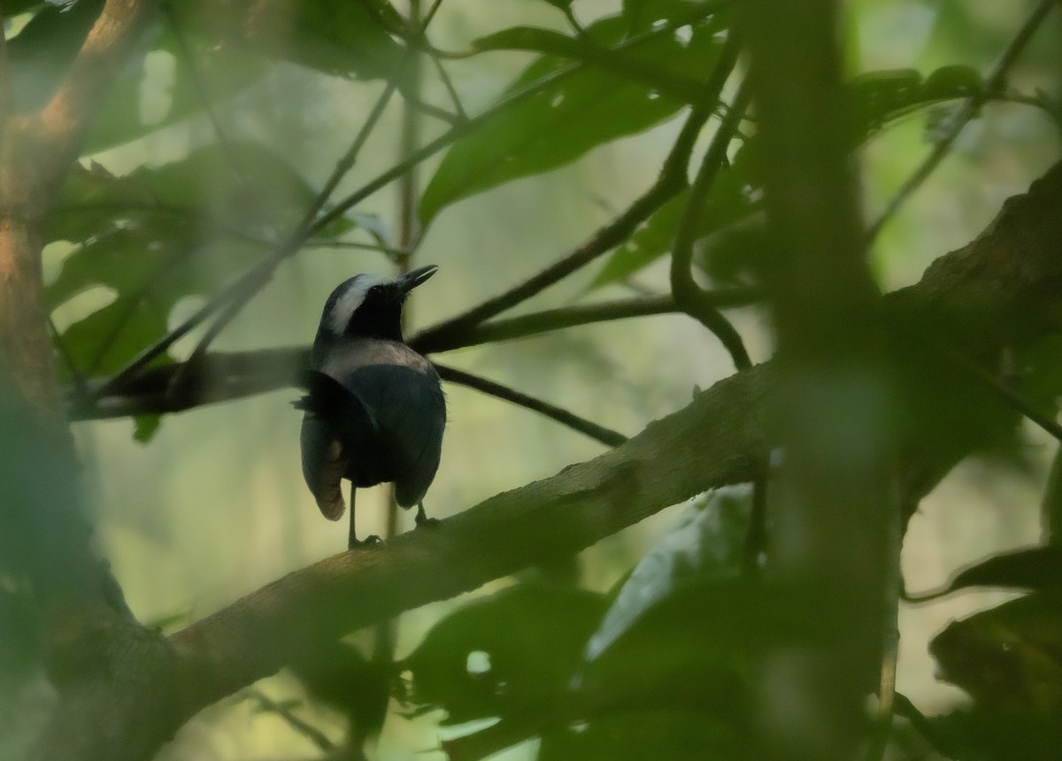 White-browed Antbird - ML608832891