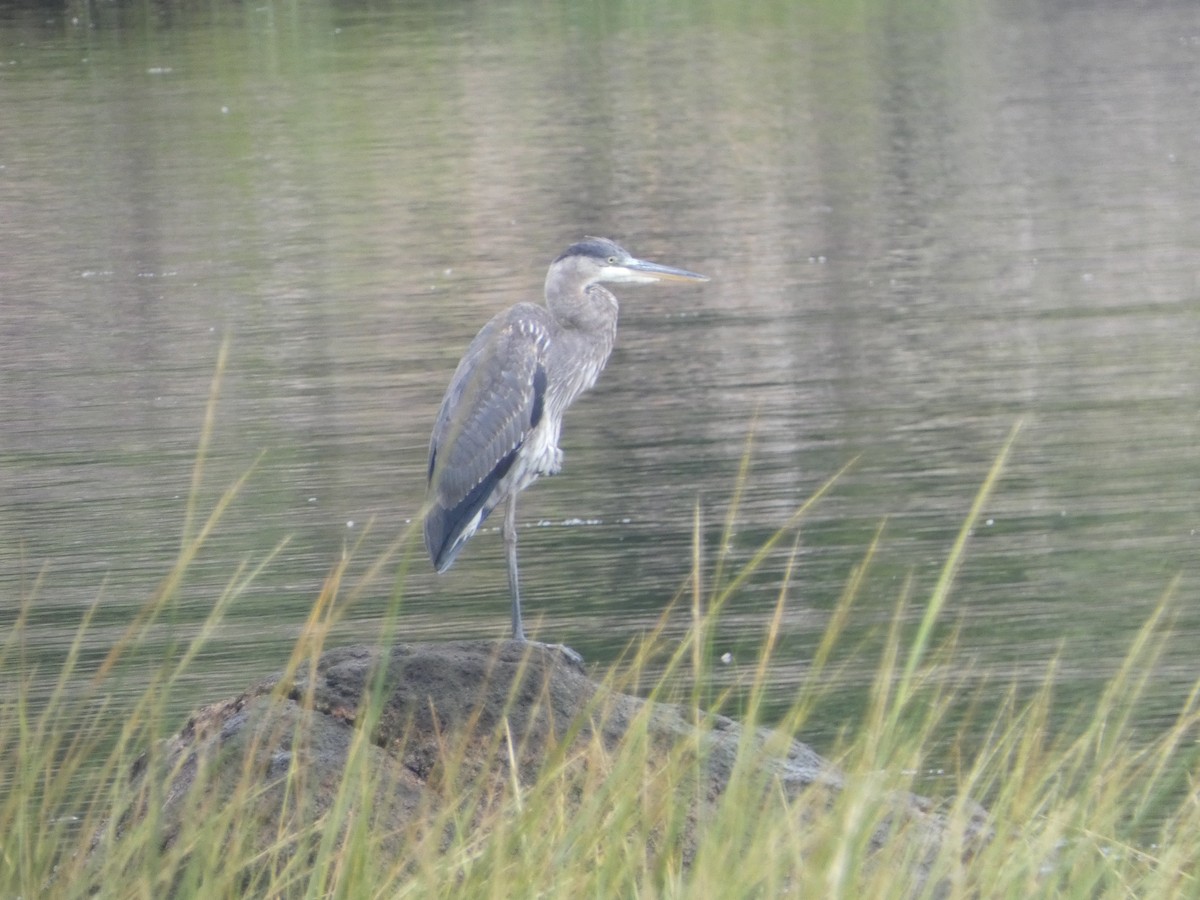 Great Blue Heron - ML608832921