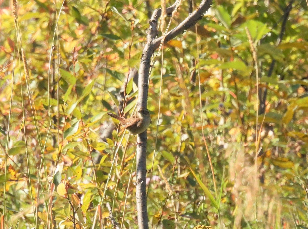 Swamp Sparrow - ML608832922