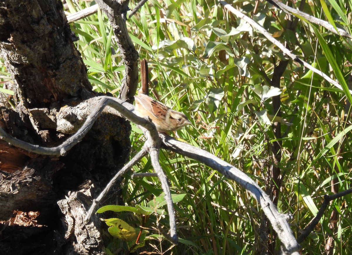 Swamp Sparrow - ML608832923