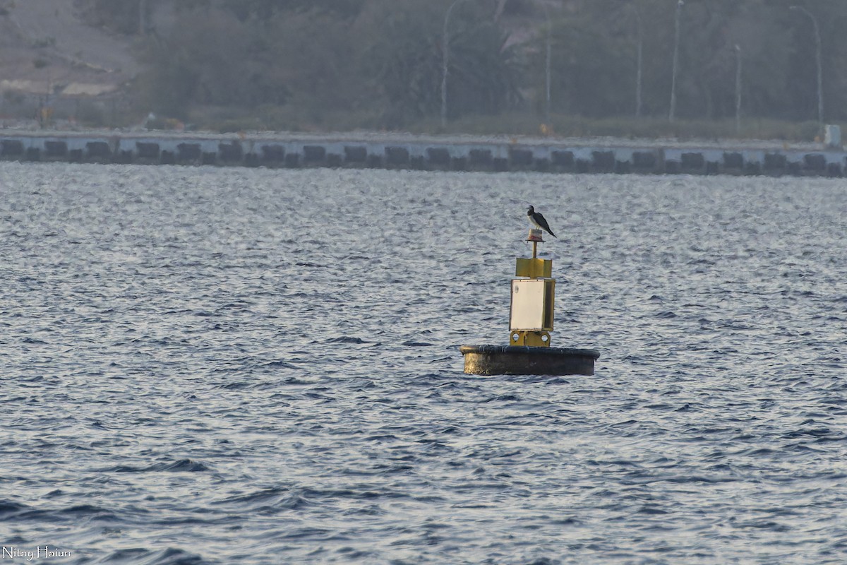 Brown Booby - nitay haiun