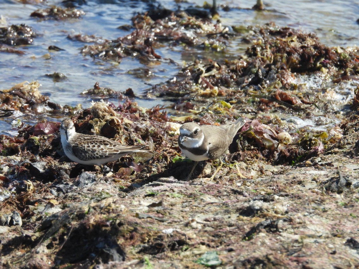Semipalmated Plover - ML608832981
