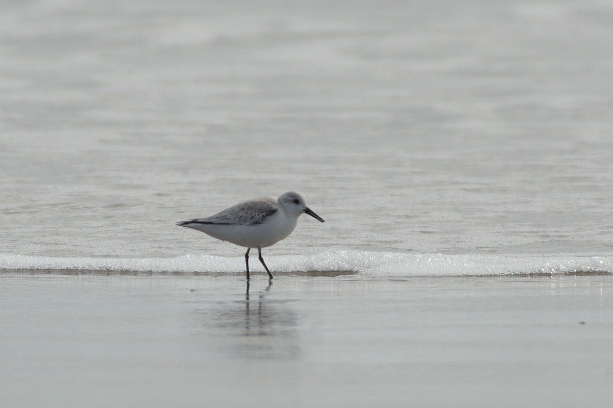 Bécasseau sanderling - ML608833029