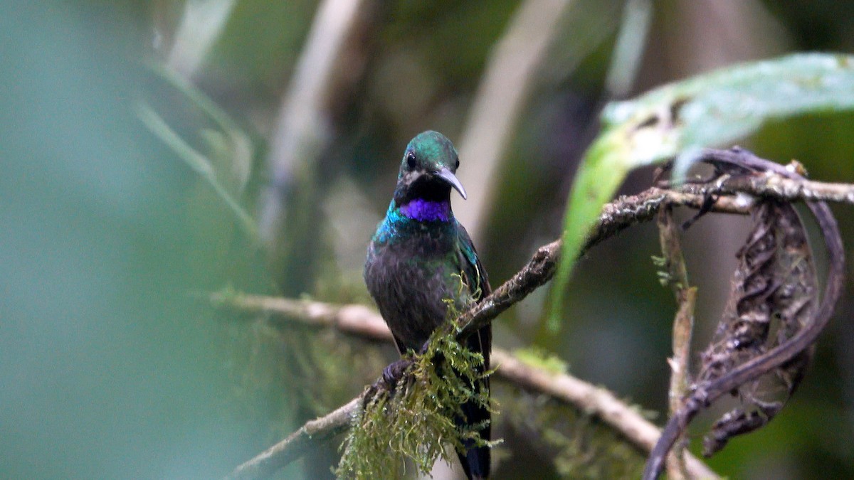kolibřík zelenoprsý - ML608833051
