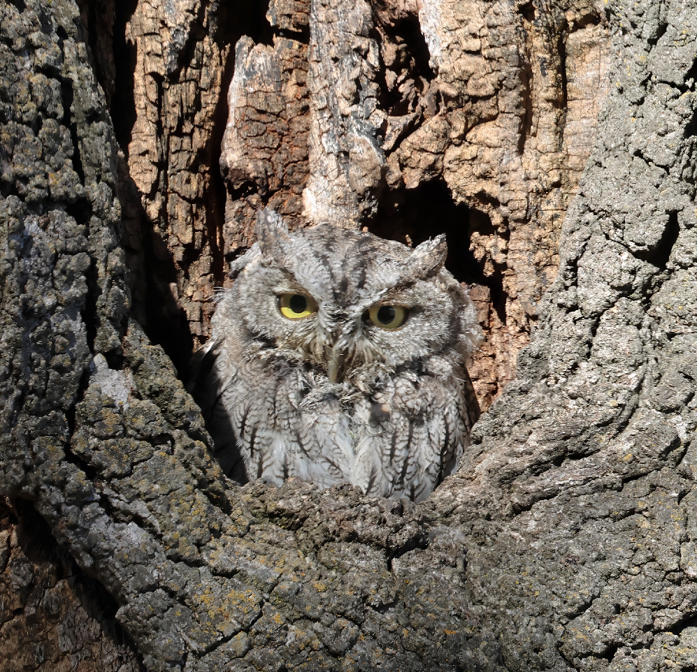 Western Screech-Owl - ML608833095