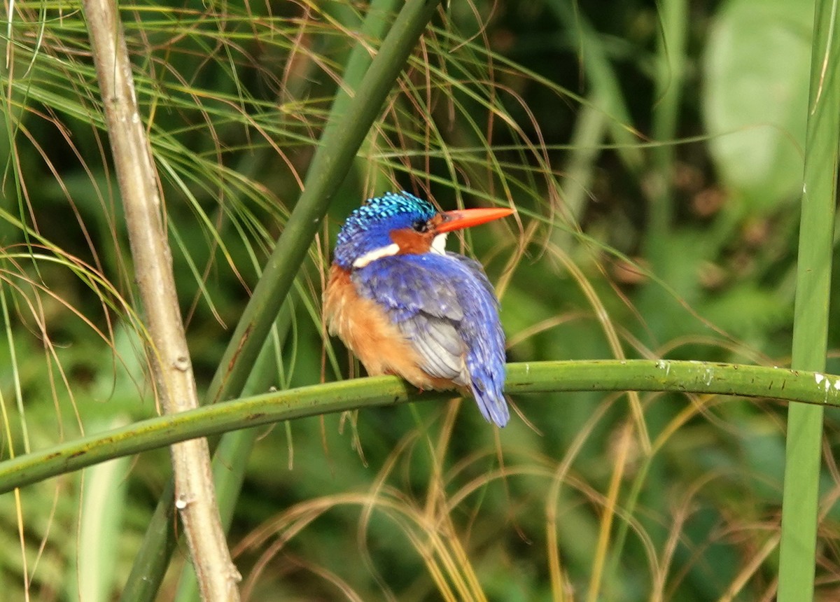 Malachite Kingfisher - ML608833236