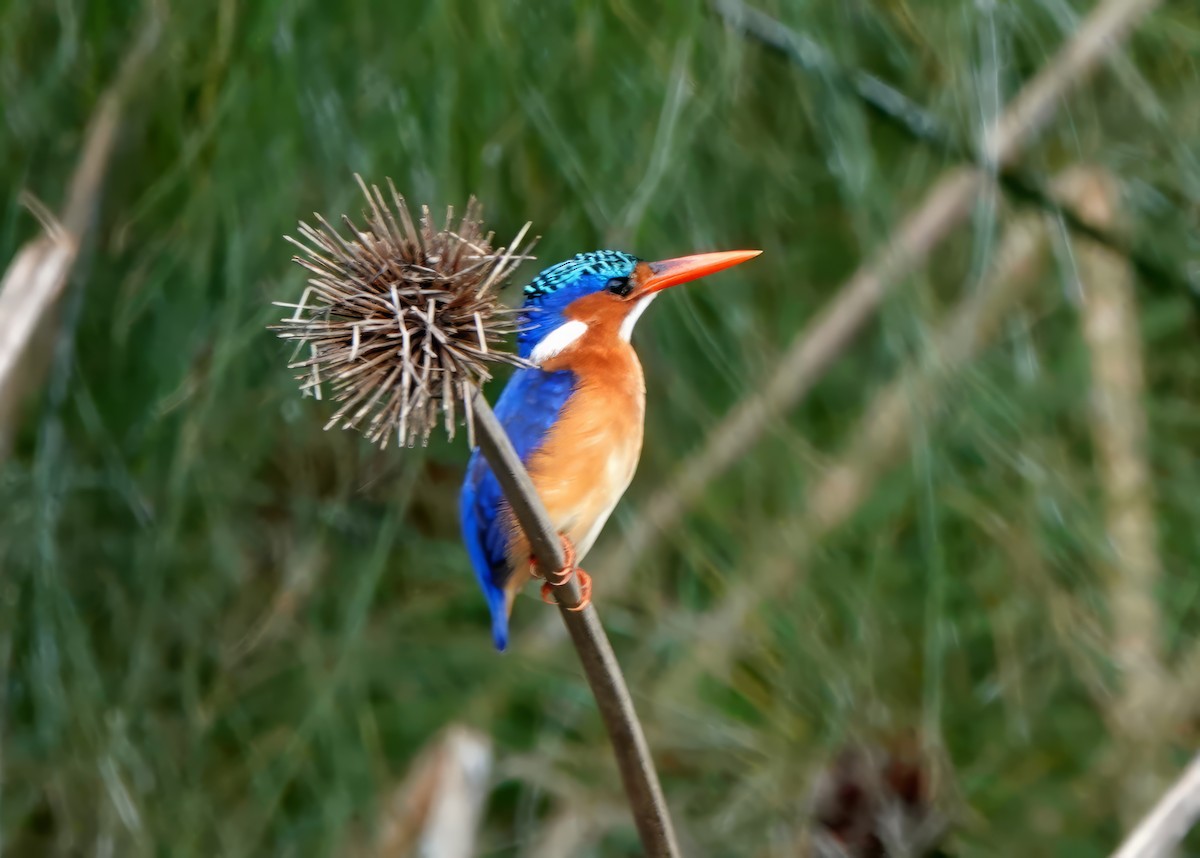 Malachite Kingfisher - ML608833237