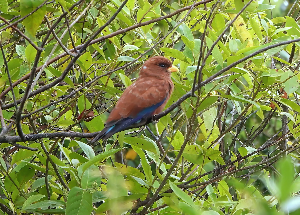 Broad-billed Roller - ML608833276