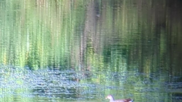 Common Gallinule - ML608833378