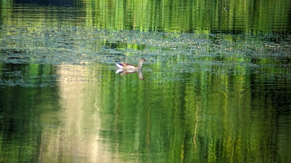 Common Gallinule - ML608833385