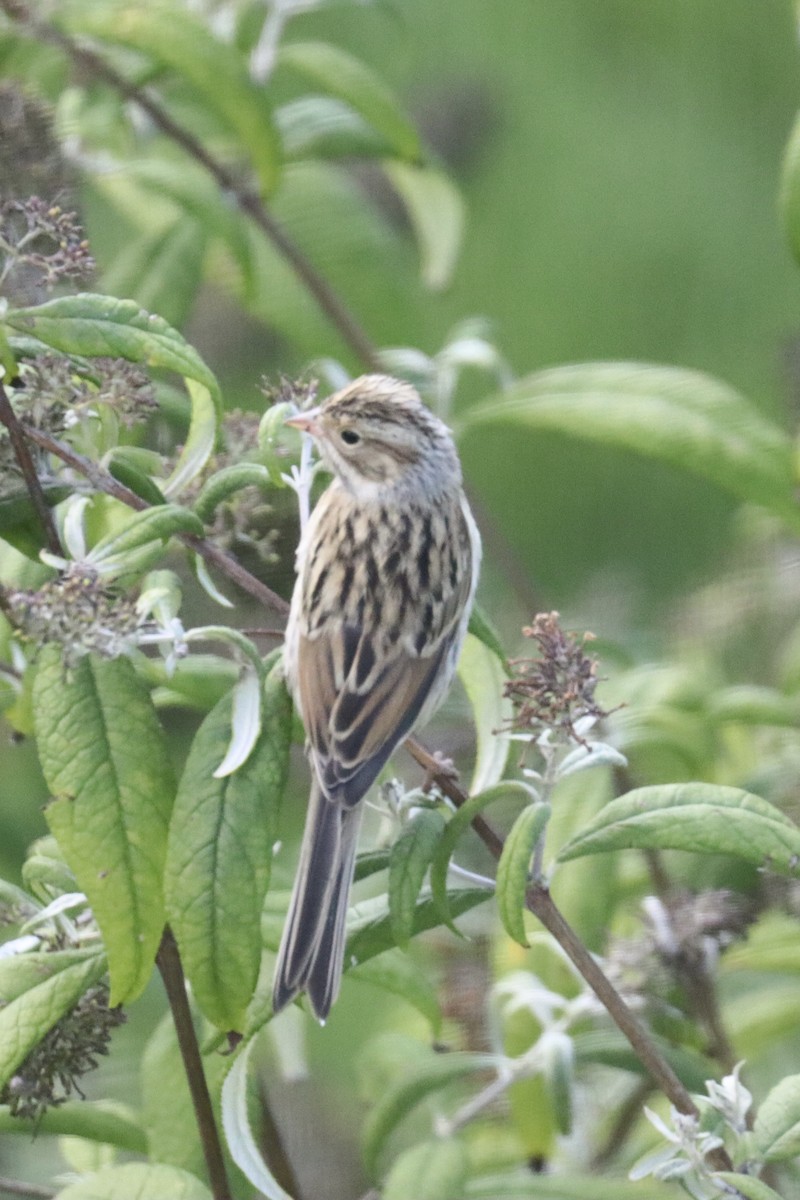 Clay-colored Sparrow - ML608833491