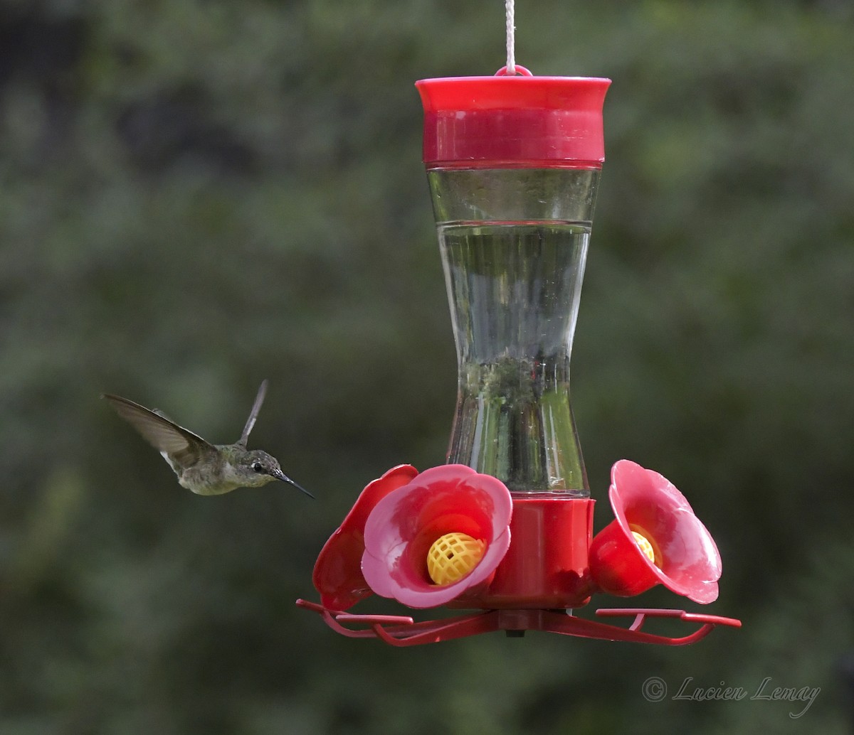 Colibri à gorge rubis - ML608833517