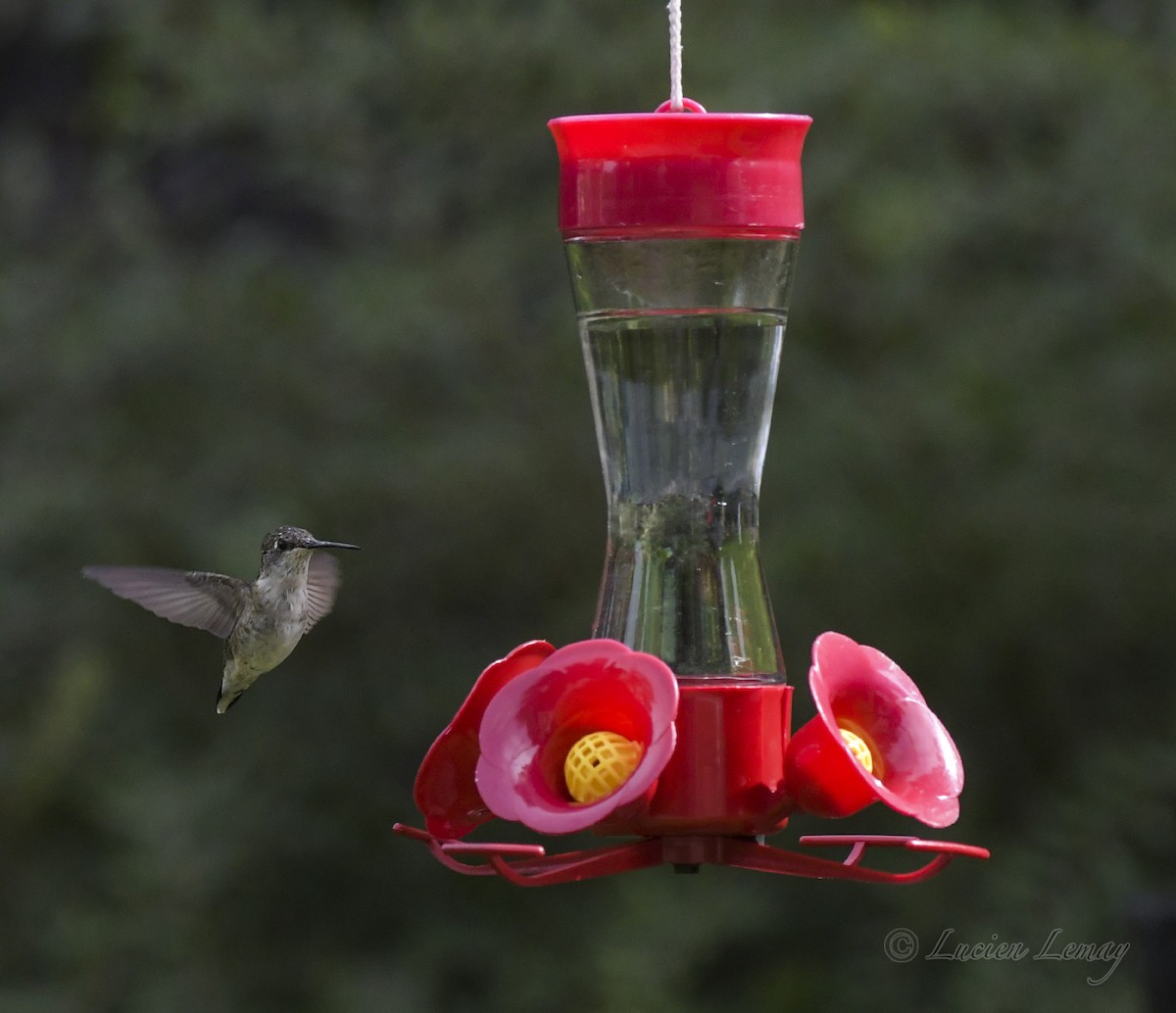 Ruby-throated Hummingbird - Lucien Lemay