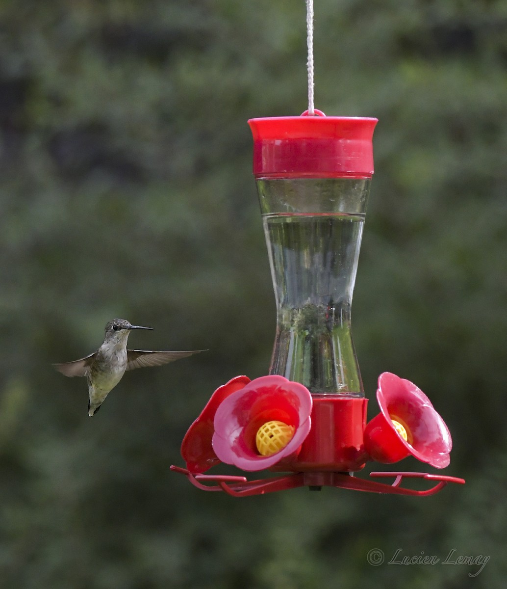 Ruby-throated Hummingbird - Lucien Lemay