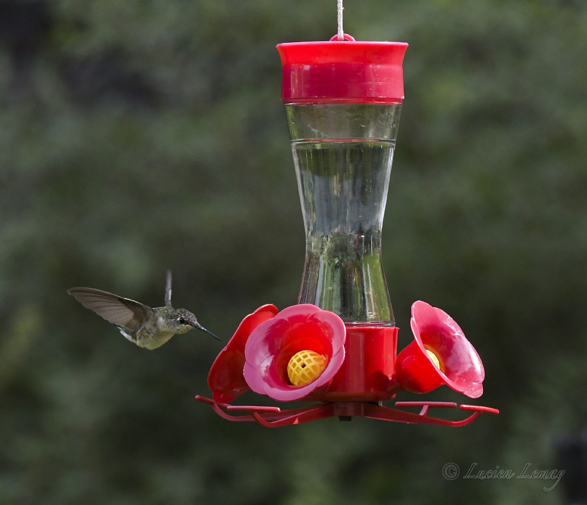 Ruby-throated Hummingbird - Lucien Lemay