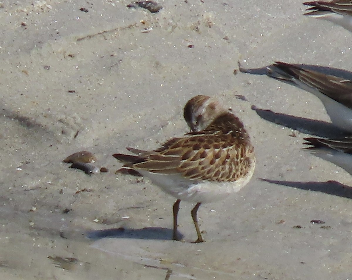 Least Sandpiper - Kathleen Rawdon