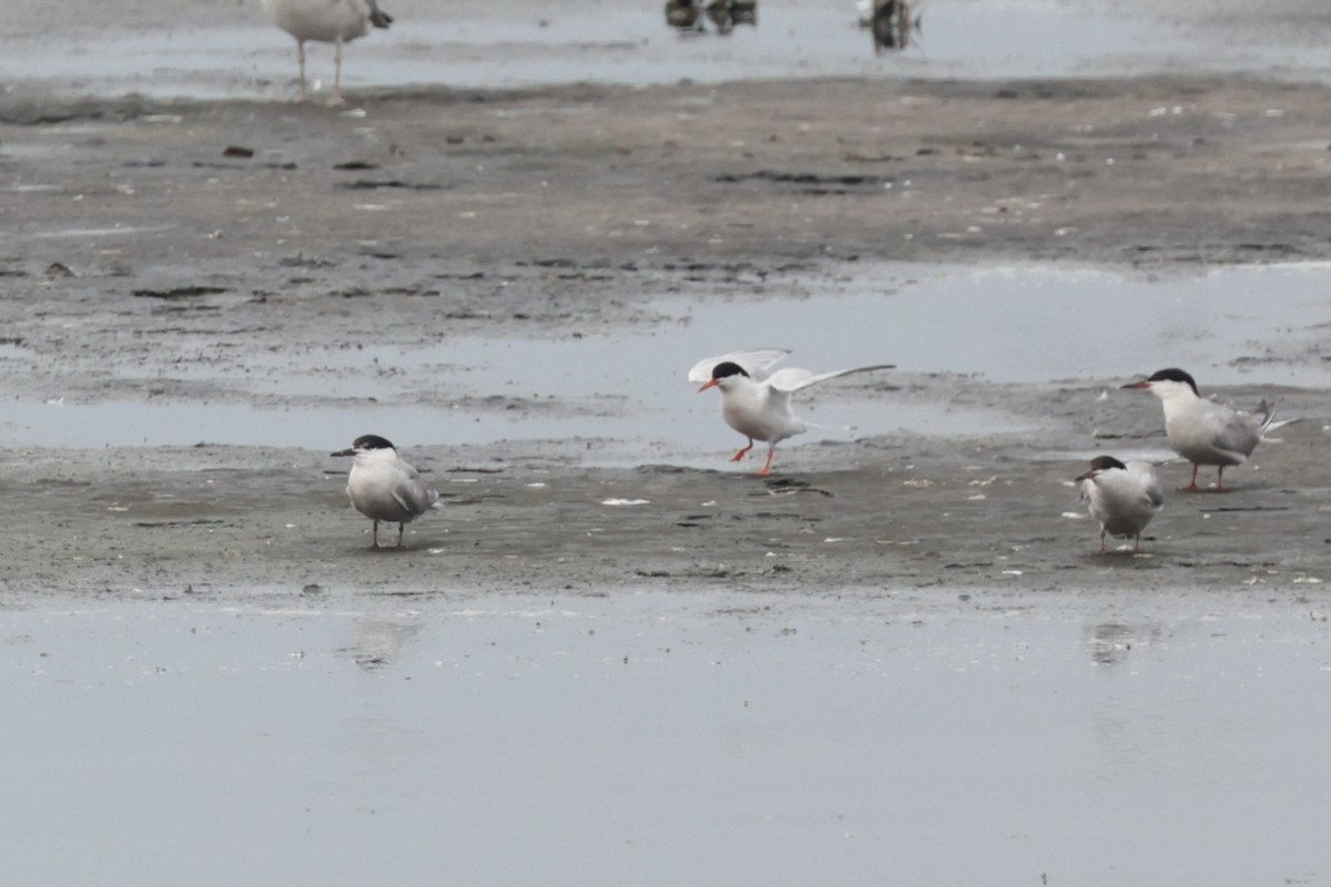 Roseate Tern - ML608833585