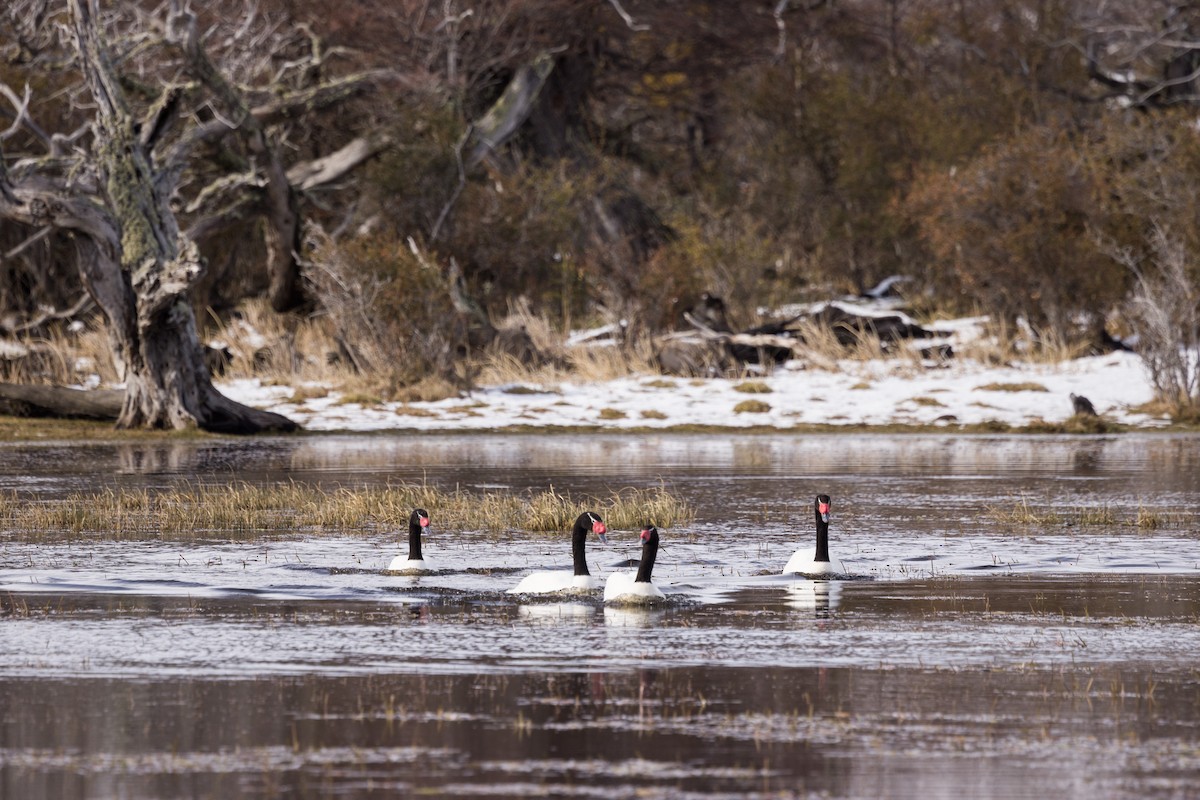 Black-necked Swan - Eduardo Minte