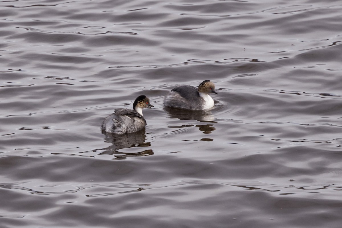 Silvery Grebe - ML608833623