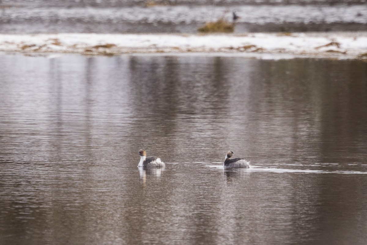 Silvery Grebe - ML608833624