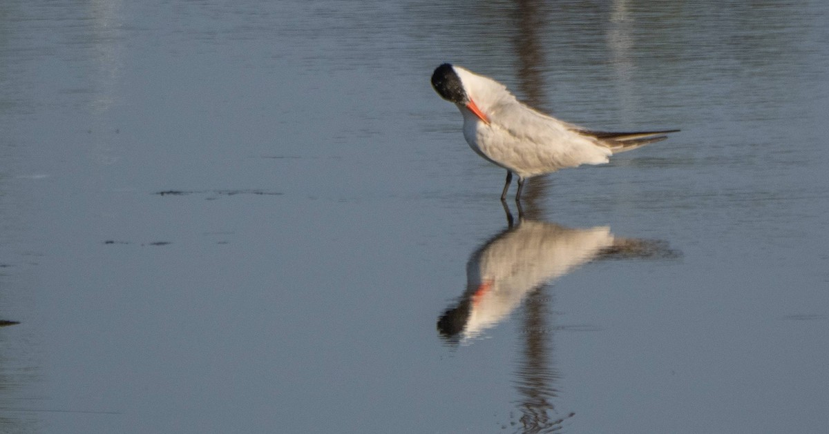 Caspian Tern - ML608833644