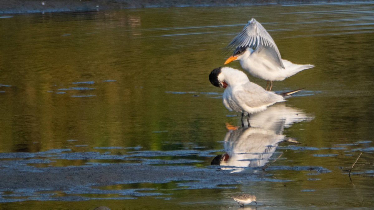 Caspian Tern - ML608833645