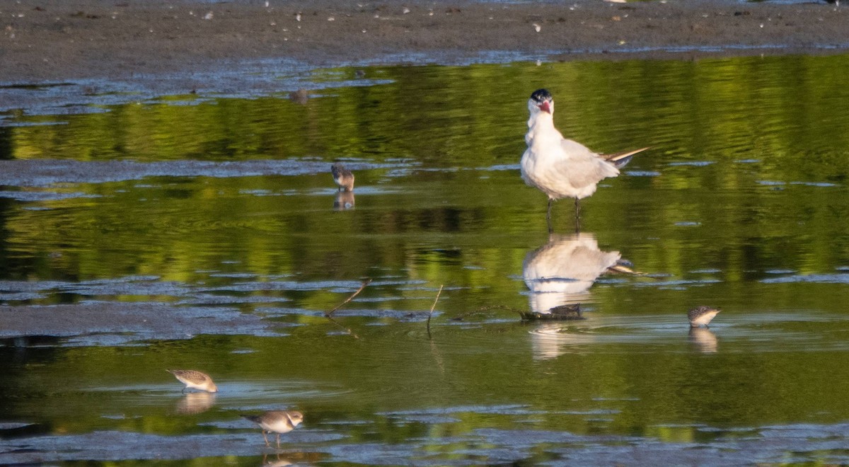 Caspian Tern - ML608833646