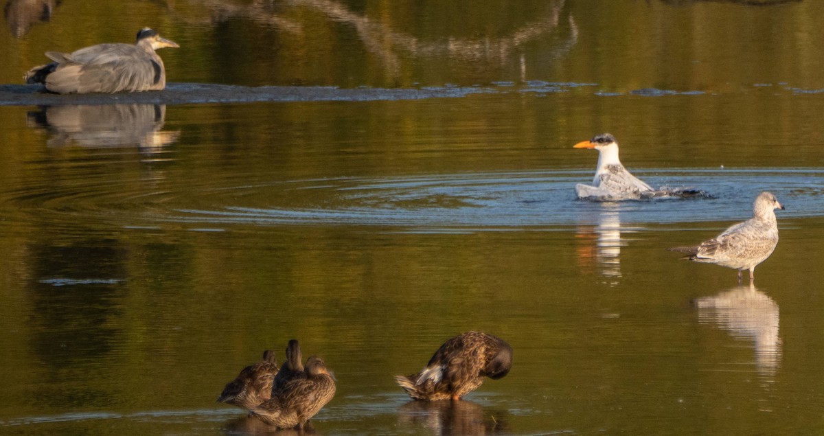 Caspian Tern - ML608833649