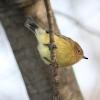 Yellow Thornbill - ML60883371