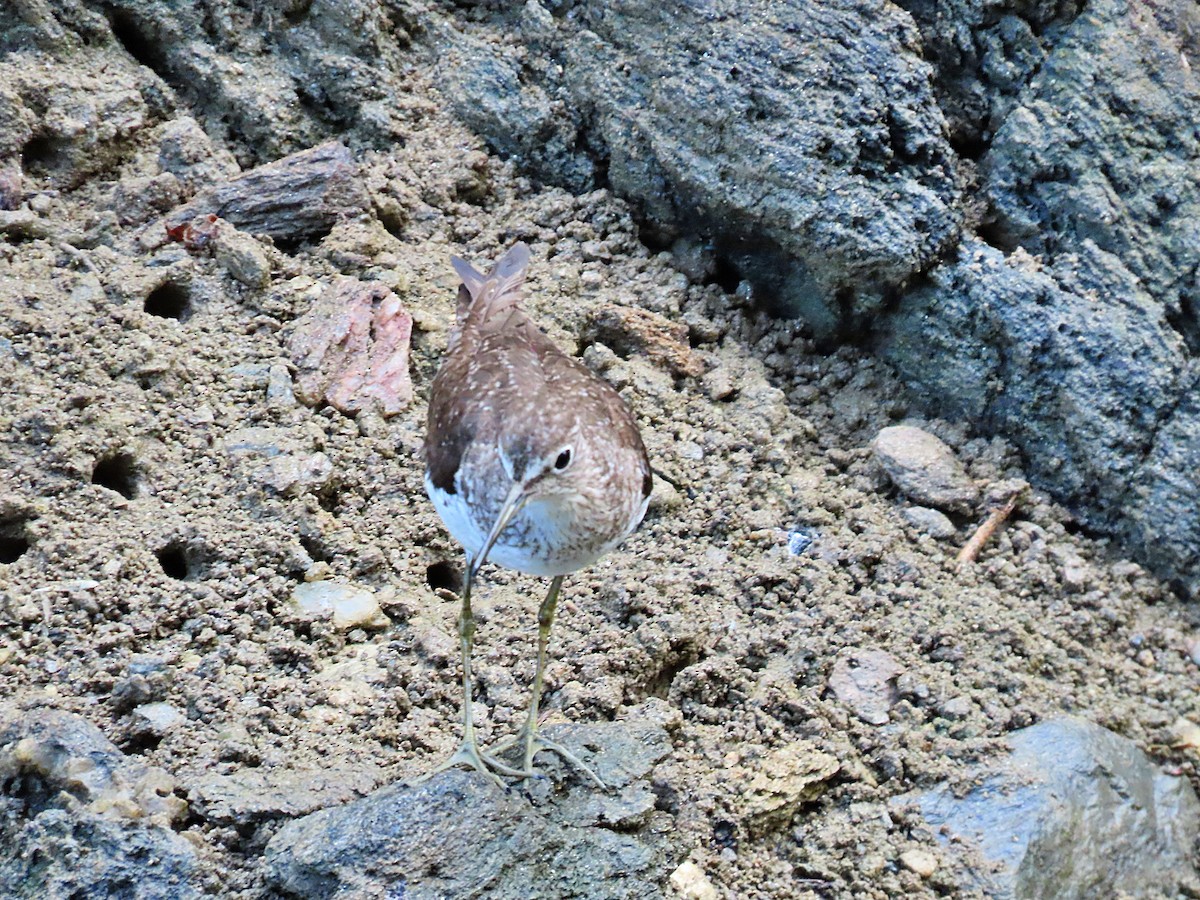 Solitary Sandpiper - ML608833746