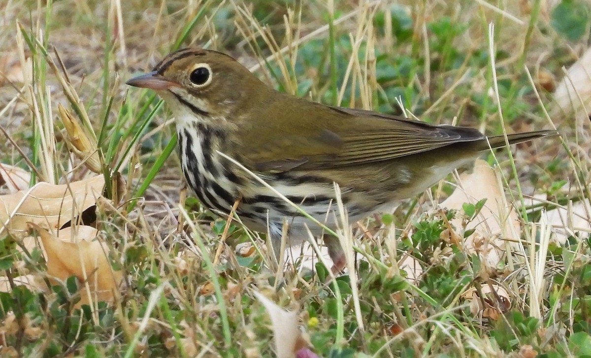 Ovenbird - Glenn Pannier