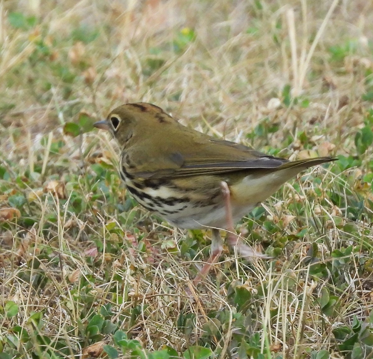 Ovenbird - Glenn Pannier