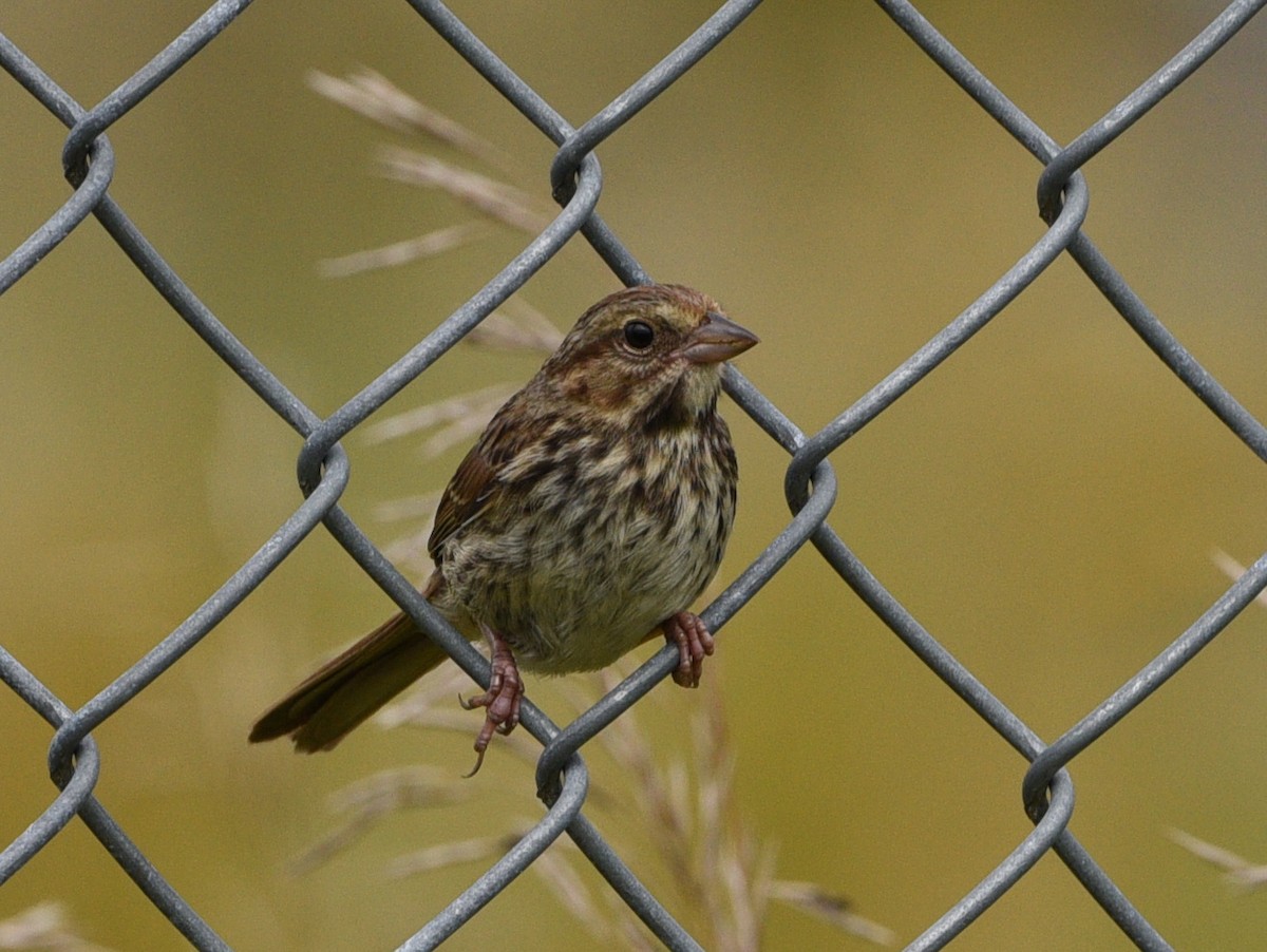 Song Sparrow - Wendy Hill