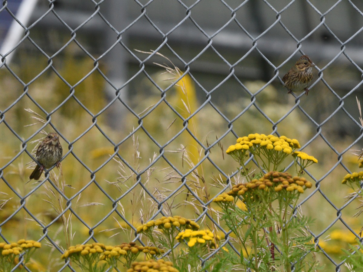 Song Sparrow - ML608833771