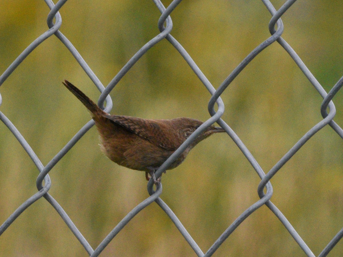 House Wren - ML608833778