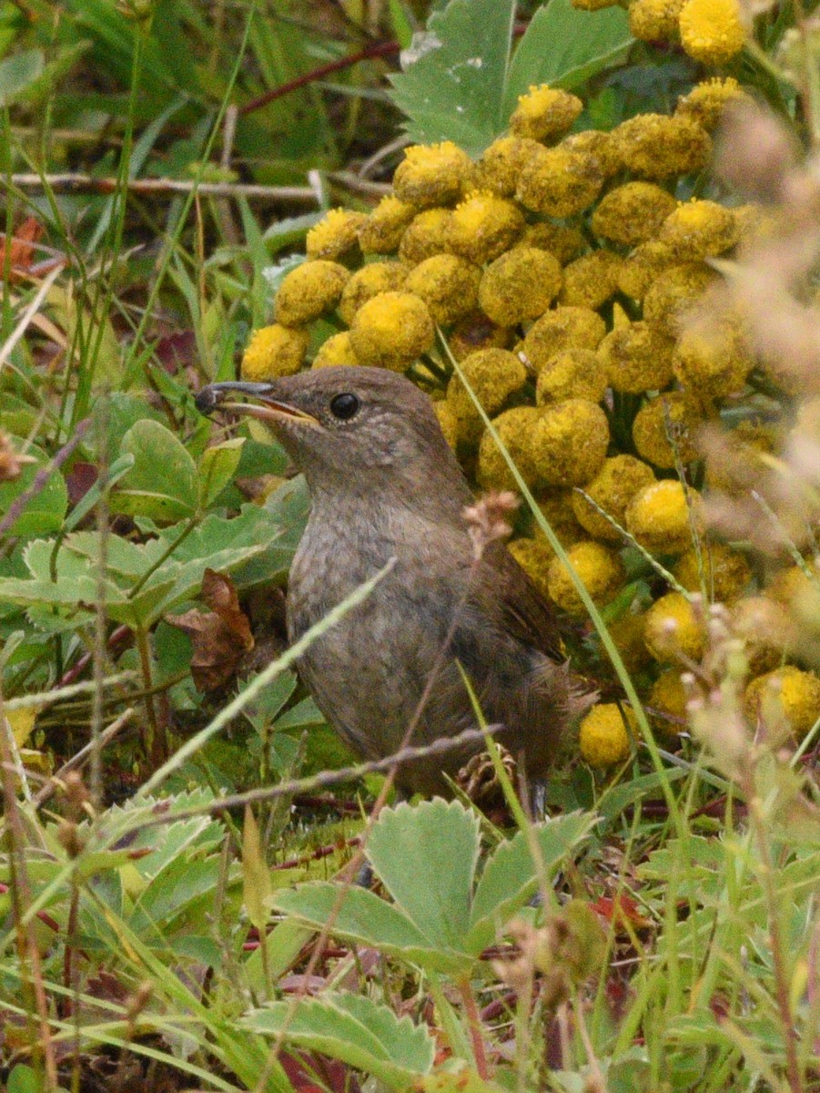 House Wren - ML608833796