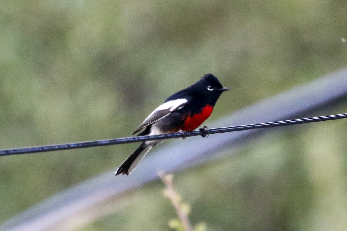 Painted Redstart - ML608833816