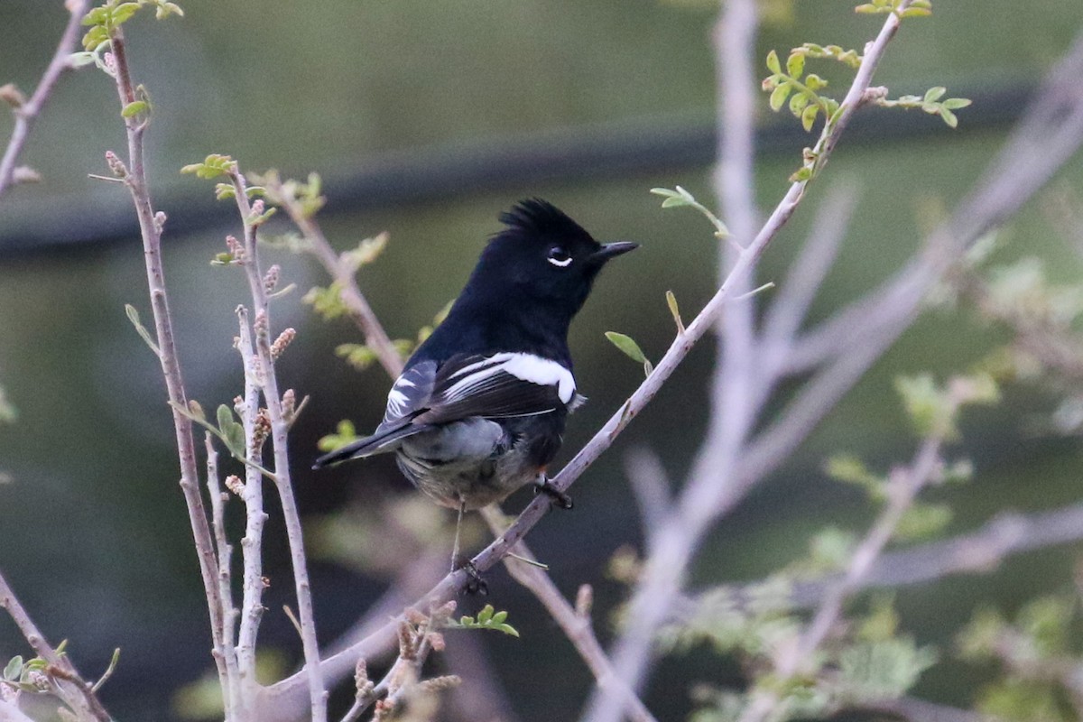 Painted Redstart - ML608833830