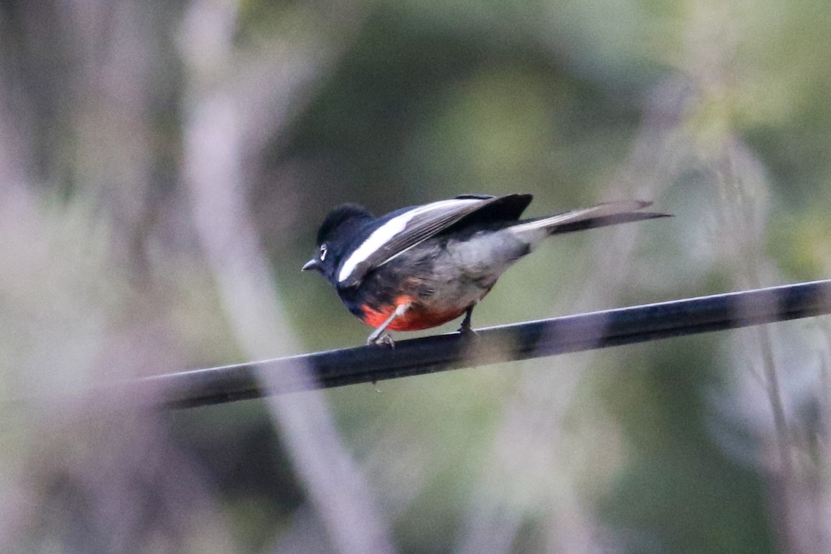 Painted Redstart - ML608833838