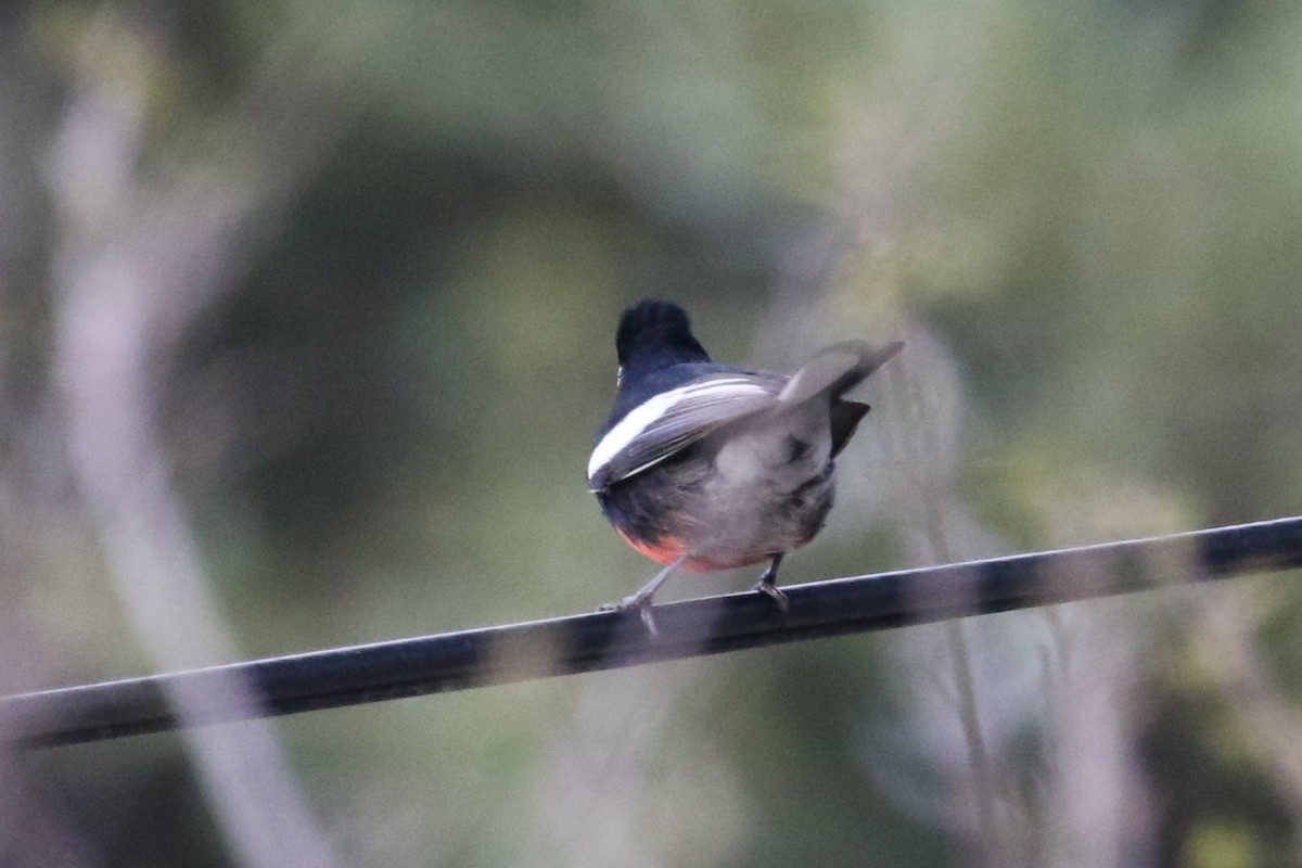Painted Redstart - ML608833870